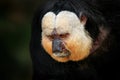 White-faced Saki, Pithecia pithecia, detail portrait of dark black monkey with white face, animal in the nature habitat in Brazil.