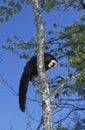 WHITE FACED SAKI pithecia pithecia, MALE STANDING ON BRANCH Royalty Free Stock Photo