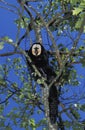 WHITE FACED SAKI pithecia pithecia, MALE STANDING IN TREE Royalty Free Stock Photo