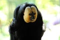 White-faced Saki Royalty Free Stock Photo