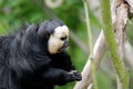 White faced saki or pithecia pithecia Royalty Free Stock Photo