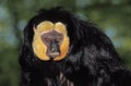 White Faced Saki, pithecia pithecia, Portrait of Male Royalty Free Stock Photo