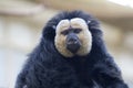 White-faced saki, primate from the order of broad-nosed monkeys.