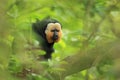 White-faced saki