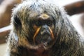White faced saki in the sun Royalty Free Stock Photo