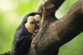 White-faced saki