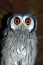 White Faced Scops Owl Royalty Free Stock Photo