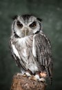 White faced scops owl Royalty Free Stock Photo