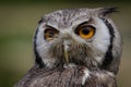 White-faced Scops Owl Royalty Free Stock Photo