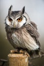 White Faced Scops Owl Royalty Free Stock Photo