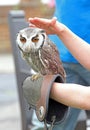 White faced scops owl Royalty Free Stock Photo