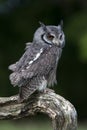 White-Faced Scops Owl (Ptilopsis Leucotis) Royalty Free Stock Photo