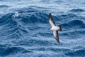 A White-faced Storm Petrel, Atlantic Ocean. Royalty Free Stock Photo