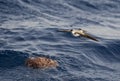 White-faced Storm-Petrel, Pelagodroma marina Royalty Free Stock Photo