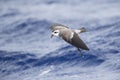 White-faced Storm-Petrel, Pelagodroma marina Royalty Free Stock Photo