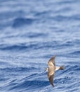 White-faced Storm-Petrel, Pelagodroma marina Royalty Free Stock Photo