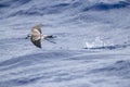 White-faced Storm-Petrel, Pelagodroma marina Royalty Free Stock Photo