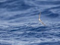 White-faced Storm-Petrel, Pelagodroma marina Royalty Free Stock Photo