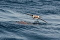 A White-faced Storm Petrel or White-faced Petrel seabird, feeding on dead fish on the water surface near Madeira island, North At