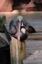 WHITE FACED TREE DUCK & CALRIFORNIA BROWN PELCCANS AND FLEMMINGOS