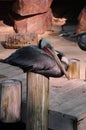 WHITE FACED TREE DUCK & CALRIFORNIA BROWN PELCCANS AND FLEMMINGOS