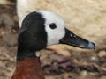 White faced tree duck looking out at the world Royalty Free Stock Photo