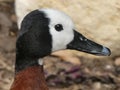 White faced tree duck looking out at the world Royalty Free Stock Photo