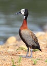 White-faced Whistling Duck