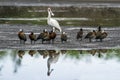 White-faced Whistling-Duck and african spoonbill in Kruger National park, South Africa