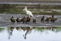 White-faced Whistling-Duck and african spoonbill in Kruger National park, South Africa Royalty Free Stock Photo