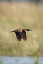 White-faced whistling-duck crosses river with sings lowered