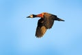 White-faced whistling duck, Dendrocygna viduata, bird in fly with blue sky. Duck from Pantanal, Brazil. Action wildlife scene from