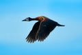 White-faced Whistling Duck, Dendrocygna Viduata, Bird In Fly With Blue Sky. Duck From Pantanal, Brazil. Action Wildlife Scene From