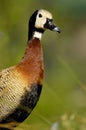 White-faced Whistling-Duck Dendrocygna viduata Royalty Free Stock Photo