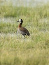 White Faced Whistling Duck, Dendrocygna viduata, Kenya Royalty Free Stock Photo