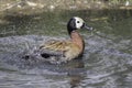 White-faced whistling duck Dendrocygna viduata washing Royalty Free Stock Photo