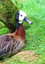 White Faced Whistling Duck Dendrocygna viduata White-Faced Royalty Free Stock Photo