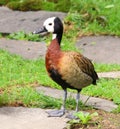 White Faced Whistling Duck Dendrocygna viduata White-Faced Royalty Free Stock Photo