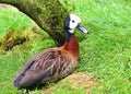 White Faced Whistling Duck Dendrocygna viduata White-Faced Royalty Free Stock Photo