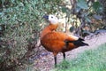 A White-Faced Whistling-Duck Dendrocygna Viduata