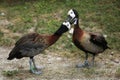 White-faced whistling duck (Dendrocygna viduata). Royalty Free Stock Photo