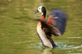 White-faced Whistling-Duck Flapping