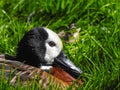 White-faced Whistling Duck On Grass In Sunshine