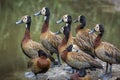 White faced Whistling-Duck in Kruger National park, South Africa Royalty Free Stock Photo