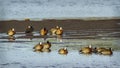 White-faced Whistling-Duck in Kruger National park, South Africa Royalty Free Stock Photo