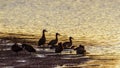 White-faced Whistling-Duck in Kruger National park, South Africa Royalty Free Stock Photo