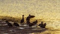 White-faced Whistling-Duck in Kruger National park, South Africa Royalty Free Stock Photo