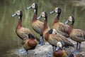 White faced Whistling-Duck in Kruger National park, South Africa Royalty Free Stock Photo