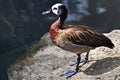 White-faced Whistling Duck by the Pond