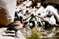 White-faced Whistling Ducks Royalty Free Stock Photo